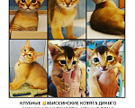 Кошки в Москве: Абиссинские котята, 32 000 руб. - фото 2