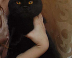 Кошки в Новосибирске: Шотландские котята в добрые руки Мальчик, 1 000 руб. - фото 2