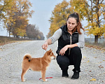 Собаки в Краснодаре: Купить щенка Сиба-Ину Мальчик, 40 000 руб. - фото 4