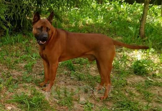 Собаки в Москве: Тайский риджбек для вязки Мальчик, 40 руб. - фото 2