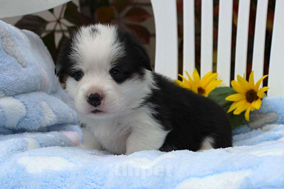 Собаки в других городах Московской области: щенки вельш корги пемброк Мальчик, Бесплатно - фото 6