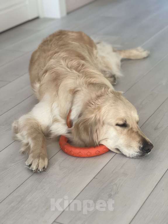 Собаки в Москве: Отдам в очень добрые руки девочку золотистого ретривера Девочка, Бесплатно - фото 3