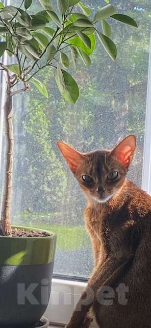 Кошки в Москве: Абиссинский котенок Девочка, 45 000 руб. - фото 6