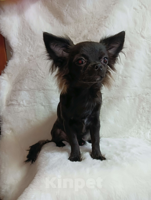 Собаки в Новосибирске: Щенок Чихуахуа Мальчик, 60 000 руб. - фото 6