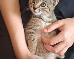 Кошки в других городах Московской области: потерялка кот, зовут укроп Мальчик, 500 руб. - фото 8
