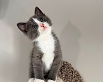Кошки в Калининграде: Мультяшной внешности котик  Том😺 Мальчик, Бесплатно - фото 5