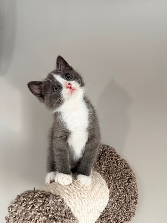 Кошки в Калининграде: Мультяшной внешности котик  Том😺 Мальчик, Бесплатно - фото 5