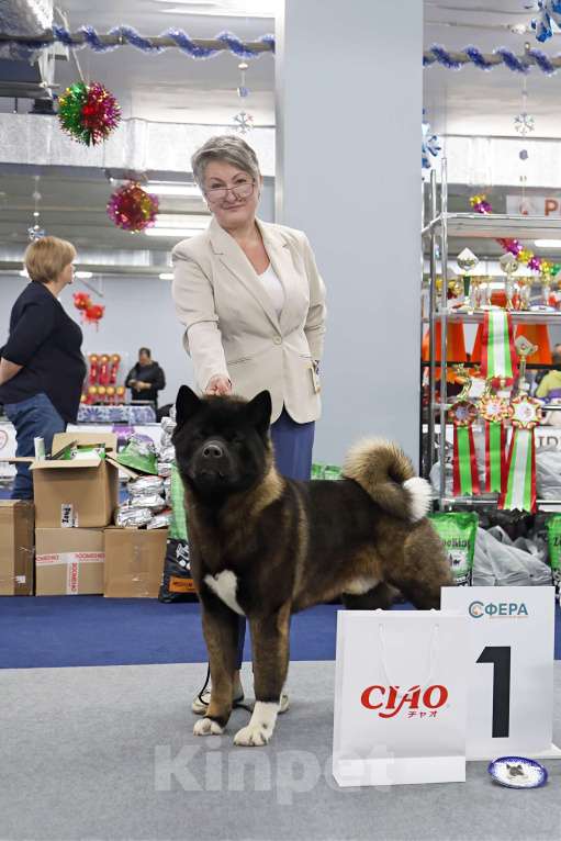 Собаки в Серпухове: Американская акита щенок  Девочка, 70 000 руб. - фото 4