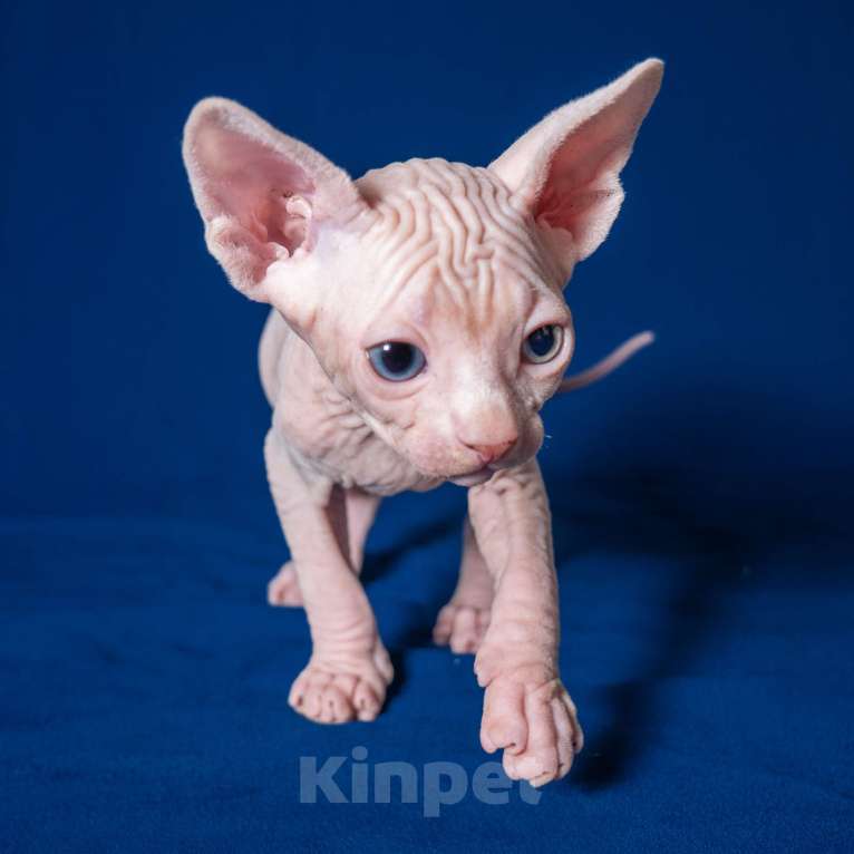 Кошки в Москве: Разноглазый канадский сфинкс  Мальчик, 50 000 руб. - фото 3