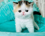 Кошки в Самаре: Мальчик экзотик Мальчик, Бесплатно - фото 1