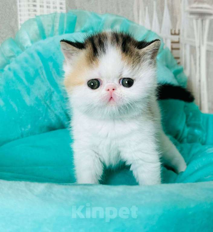Кошки в Самаре: Мальчик экзотик Мальчик, Бесплатно - фото 1
