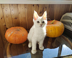 Кошки в Долгопрудном: Крем на серебре мейн-кун  Мальчик, 60 000 руб. - фото 7
