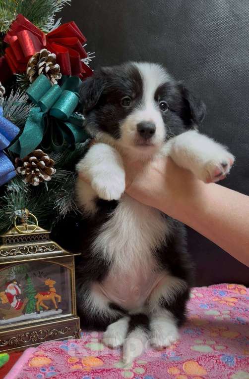 Собаки в Москве: Бордер колли щенок Мальчик, 70 000 руб. - фото 5