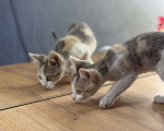 Кошки в Новочеркасске: Трёхцветный котёнок от родителей крысоловов Девочка, 100 руб. - фото 4