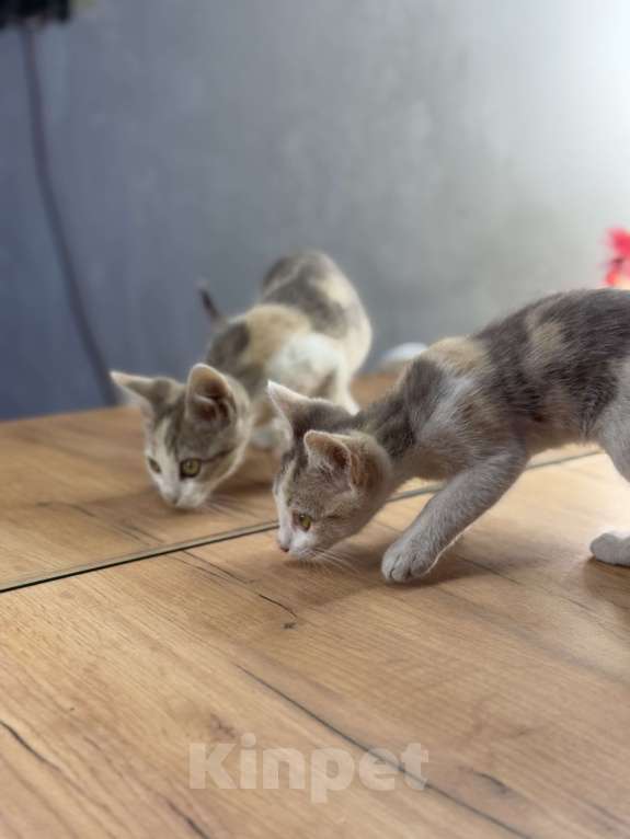 Кошки в Новочеркасске: Трёхцветный котёнок от родителей крысоловов Девочка, 100 руб. - фото 4