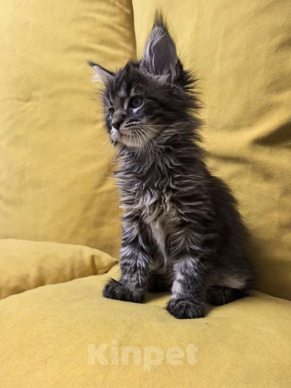 Кошки в Санкт-Петербурге: Чистокровные породистые котята Мейн-кун Мальчик, Бесплатно - фото 7