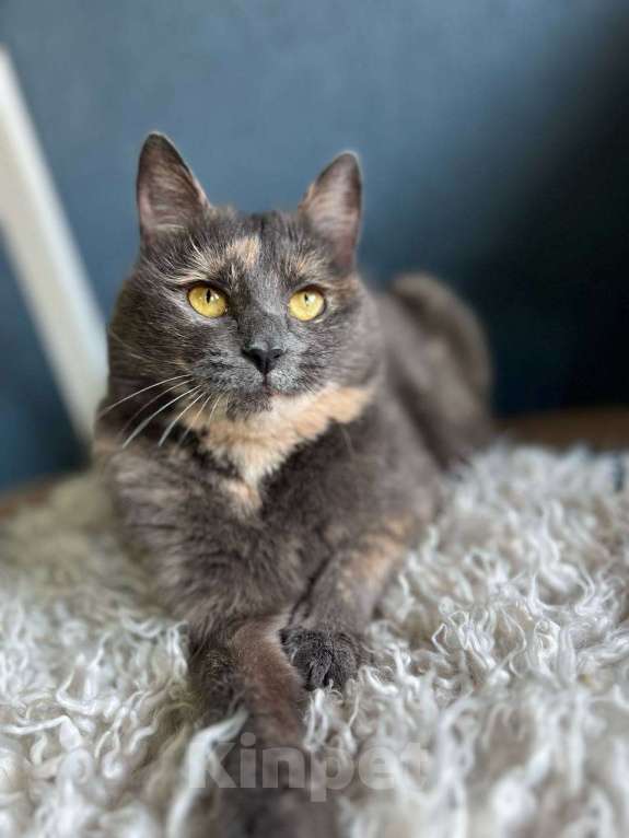 Кошки в Москве: Милая и сладкая Булочка ищет дом и семью Девочка, 1 руб. - фото 5