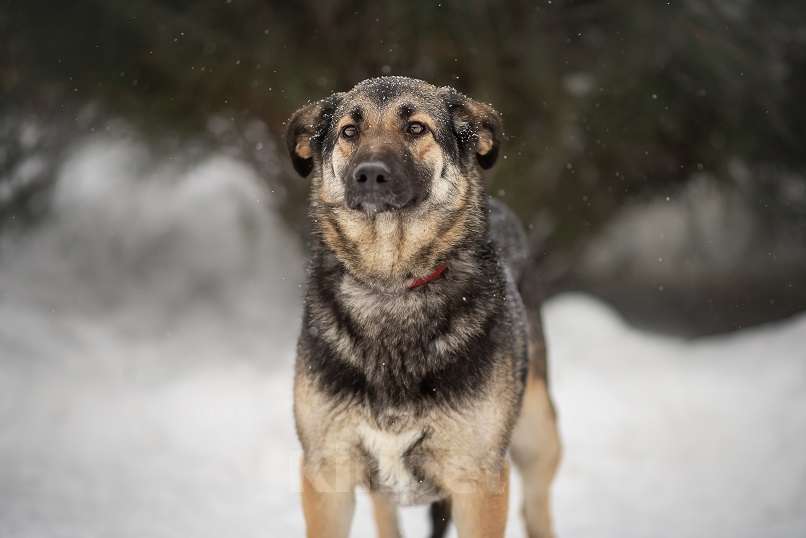 Собаки в Москве: Сэнди Девочка, Бесплатно - фото 3