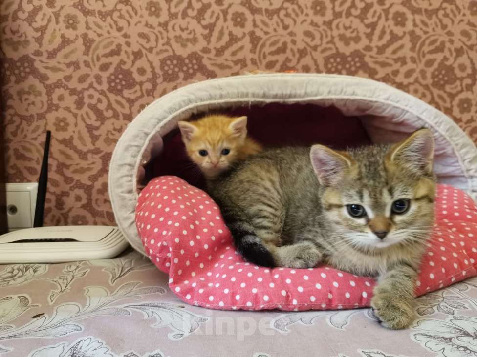 Кошки в Москве: Шотландский котёнок  Мальчик, 12 000 руб. - фото 2