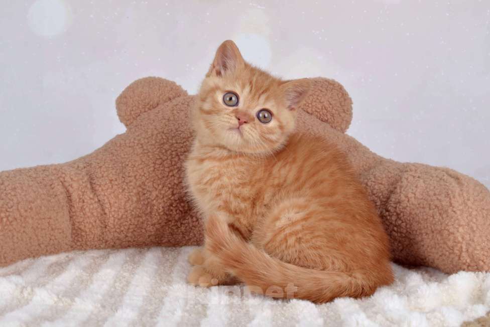 Кошки в Санкт-Петербурге: Британский солнечный котик  Мальчик, 40 000 руб. - фото 3