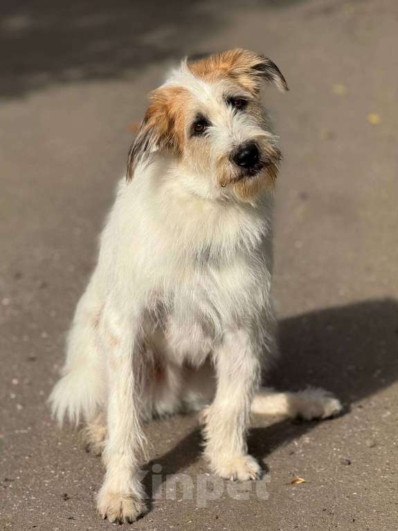 Собаки в Москве: Бородатое чудо Мишка Мальчик, Бесплатно - фото 8