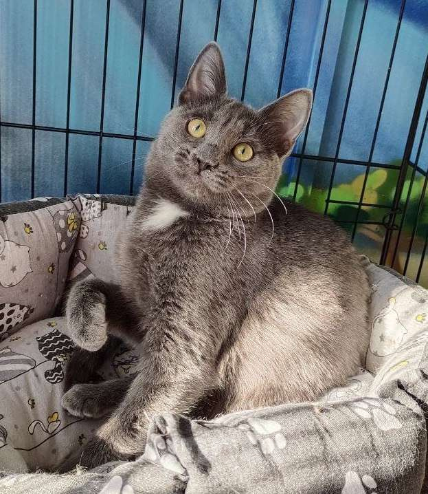 Кошки в Москве: Красавец Дымок ждет маму и папу Мальчик, Бесплатно - фото 2