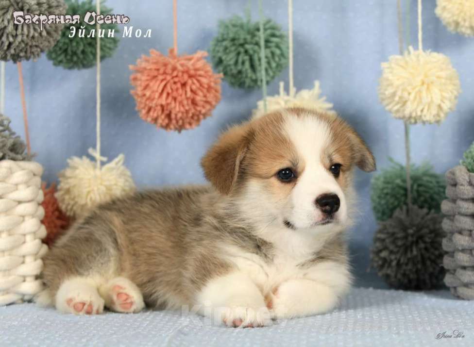 Собаки в Москве: Чакибусенок #5 самая компанией скачать малышка Эйлин Мол, с ней в вашем доме будет всегда праздник Девочка, Бесплатно - фото 6