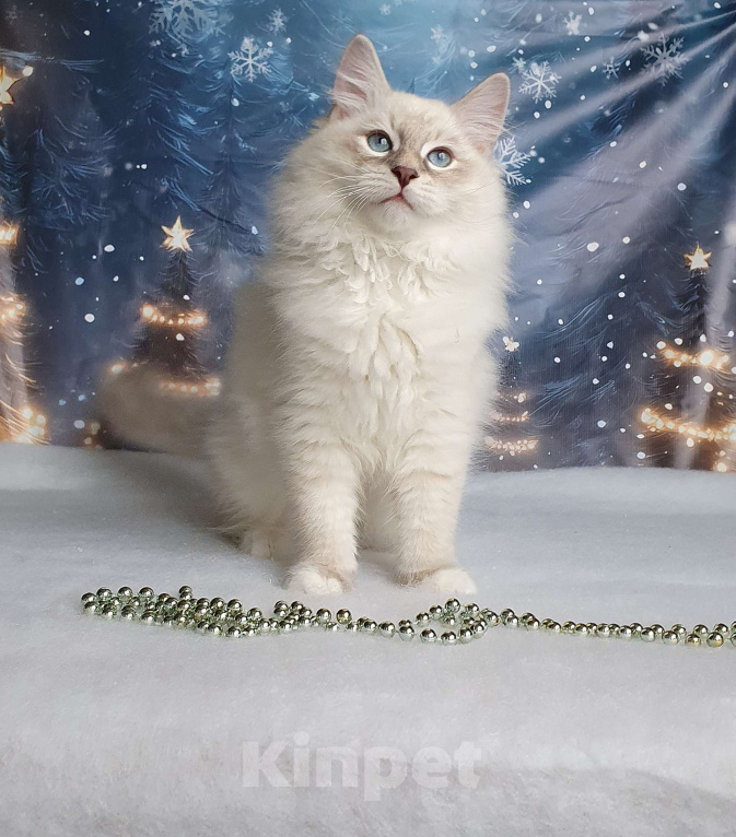 Кошки в Москве: Невский маскарадный мальчик Мальчик, 45 000 руб. - фото 2