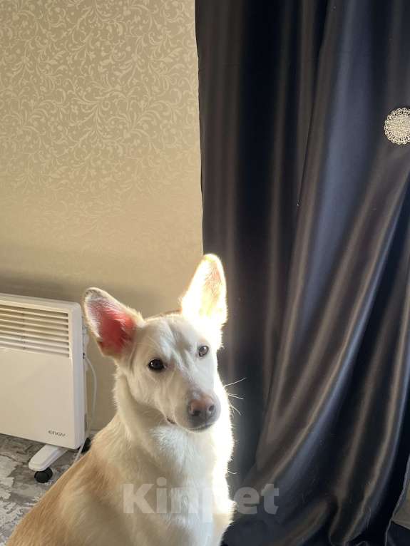 Собаки в Барнауле: Отдам в добрые руки Мальчик, Бесплатно - фото 2