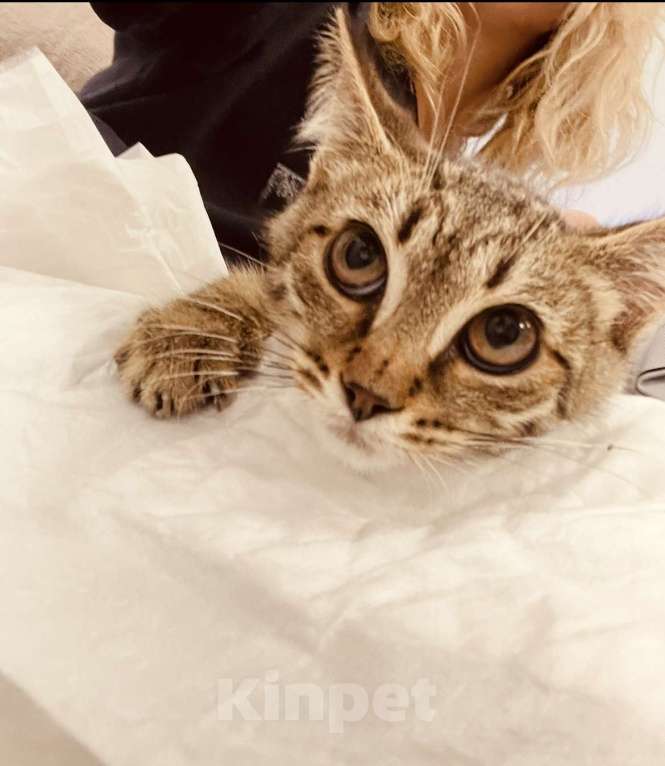 Кошки в Москве: Котенок мальчик  Мальчик, Бесплатно - фото 1