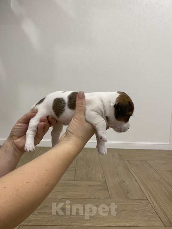 Собаки в Тамбове: Джек Рассел Девочка, 100 000 руб. - фото 4