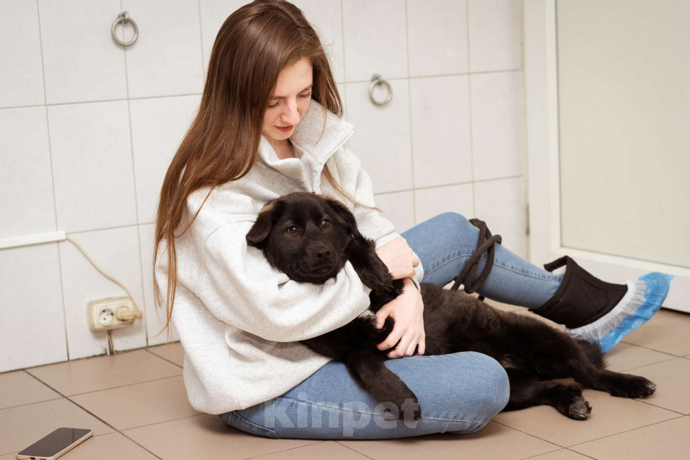 Собаки в Москве: Рокси, 4 месяца ищет дом! Девочка, Бесплатно - фото 7