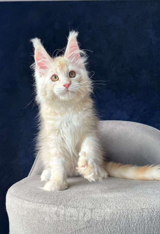 Кошки в Санкт-Петербурге: Красный серебряный мальчик Мальчик, 50 000 руб. - фото 2
