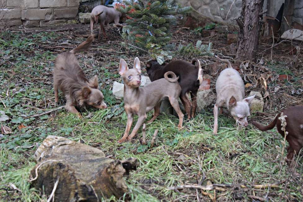 Собаки в Волгограде: Лиловая девочка Девочка, 35 000 руб. - фото 3