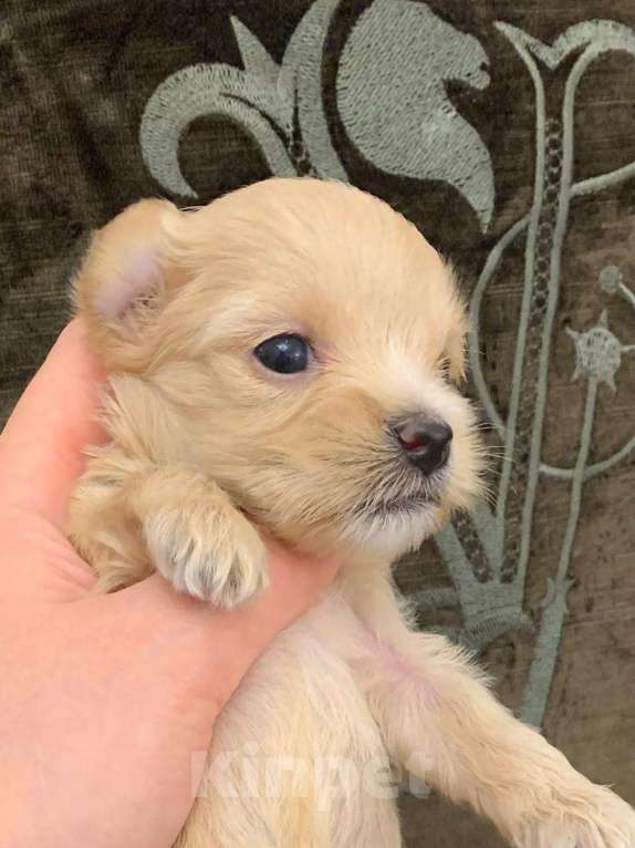 Собаки в Москве: щенки мальтипу Ф1 Мальчик, 150 000 руб. - фото 2
