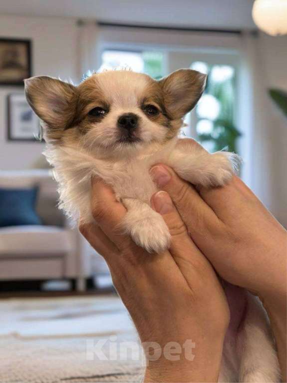 Собаки в других городах Московской области: Перспективный щенок чихуахуа Мальчик, 90 000 руб. - фото 7