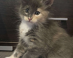 Кошки в других городах Московской области: Пушистая подружка Девочка, 15 000 руб. - фото 3