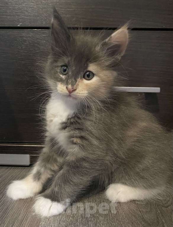 Кошки в других городах Московской области: Пушистая подружка Девочка, 15 000 руб. - фото 3