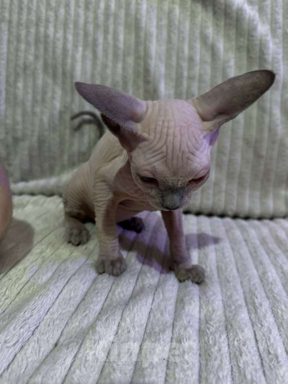 Кошки в других городах Московской области: Канадский сфинкс котенок девочка Девочка, 25 000 руб. - фото 7