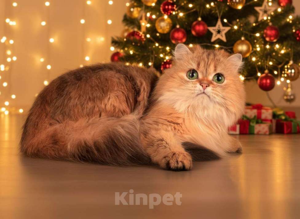 Кошки в Санкт-Петербурге: Шикарная халенд страйт Девочка, 6 руб. - фото 1