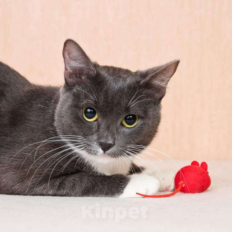 Кошки в Москве: Молодая комфортная кошечка Муся в добрые руки Девочка, Бесплатно - фото 2