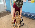 Собаки в Москве: Это не вы потеряли свой хвост??? Мы нашли! 🐕 Мальчик, Бесплатно - фото 9