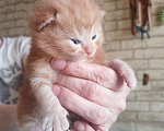 Кошки в Калуге: Предлагаю к продаже Шотландских вислоухий котят. Мальчик, 6 000 руб. - фото 1