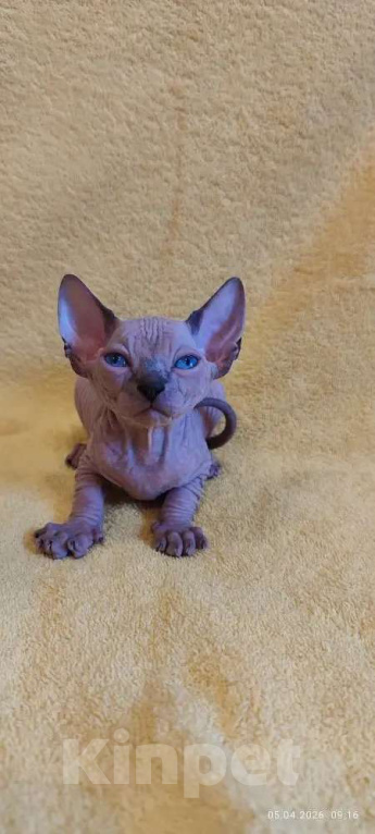 Кошки в Москве: Нежнейшая котодевочка Девочка, 35 000 руб. - фото 6