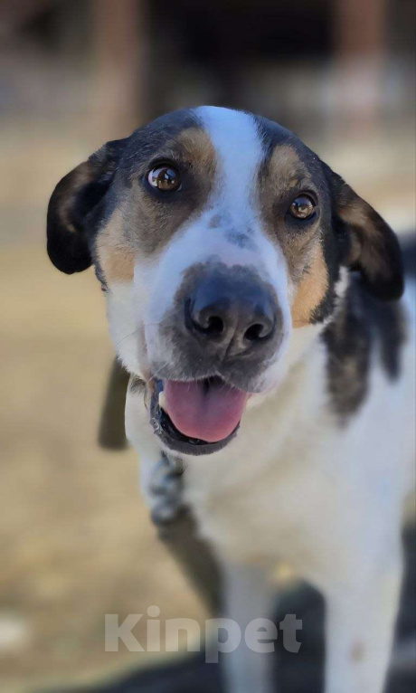 Собаки в Королеве: Обаятельный Дрейк ищет своего человека Мальчик, Бесплатно - фото 3