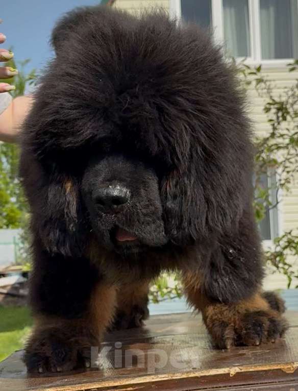 Собаки в Москве: Щенок Тибетского мастифа  Мальчик, 130 000 руб. - фото 6