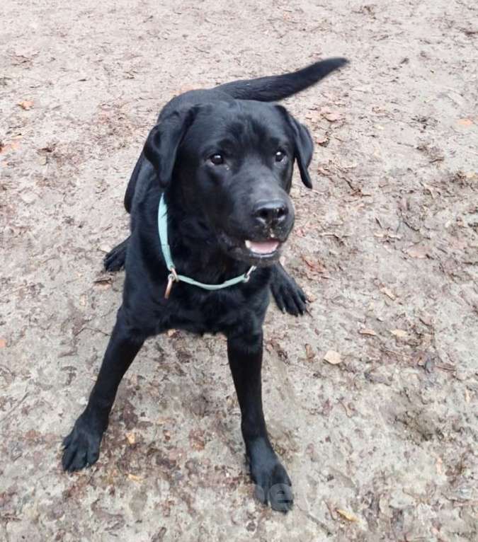 Собаки в Москве: У Дэни две недели на поиски дома! Мальчик, Бесплатно - фото 3