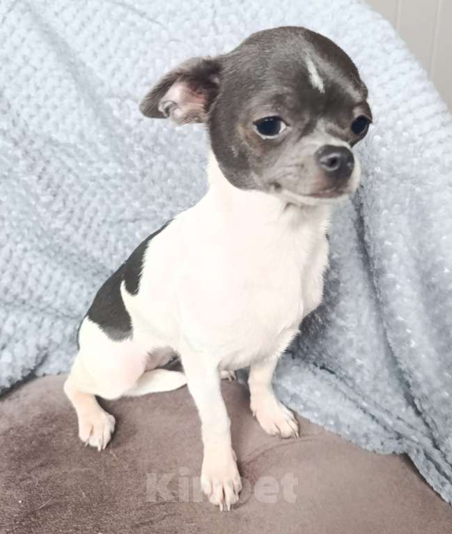 Собаки в Москве: Мини-девочка Девочка, 55 000 руб. - фото 3