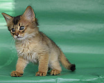 Кошки в Оренбурге: кошка лисичка, 25 000 руб. - фото 3