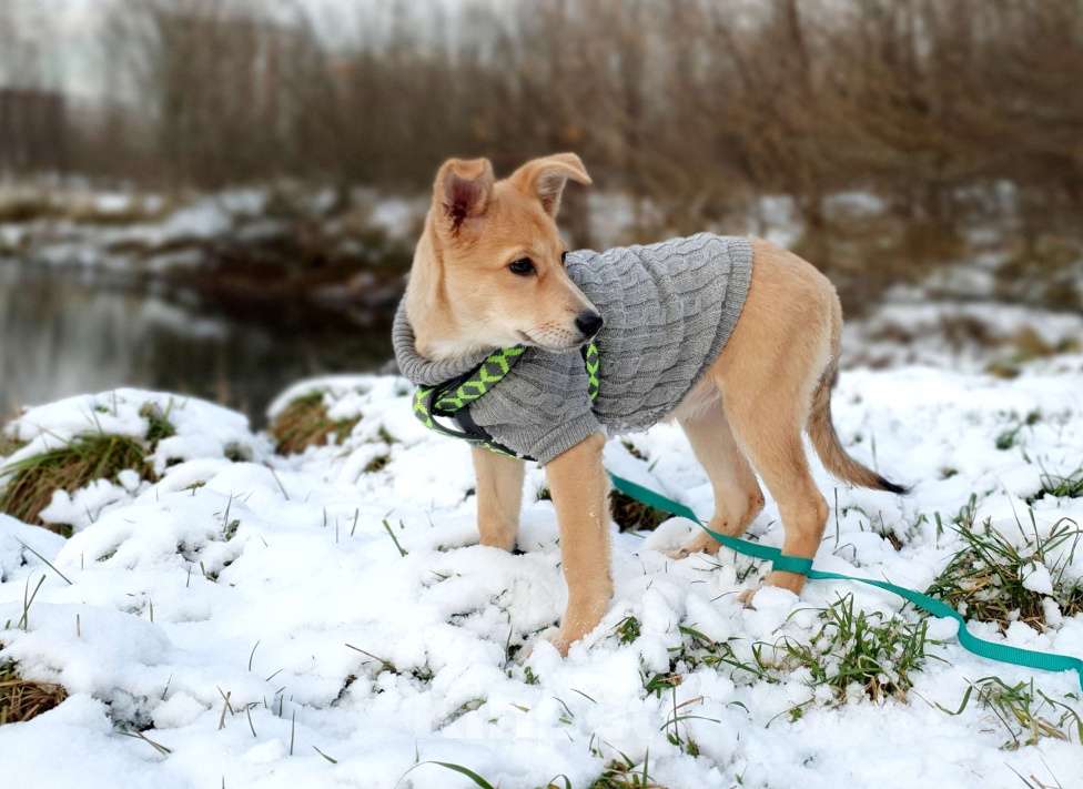 Собаки в Москве: Небольшая девочка щенок Девочка, Бесплатно - фото 4